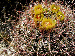 barrel cactus