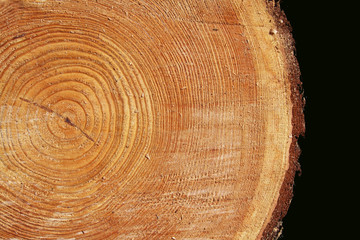 Sezione di tronco d'albero