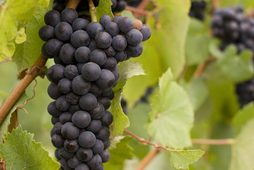 Purple or red wine grapes on the vine at the end of summer.