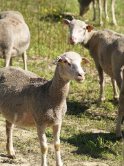 Obraz premium Provence