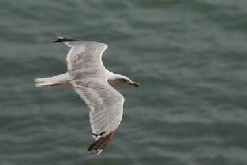 sea gull