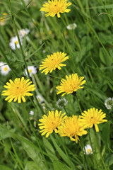 flower power