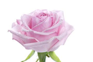 flower power © epiximages