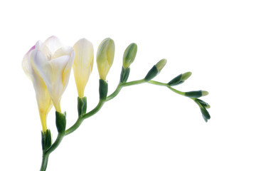 flower power