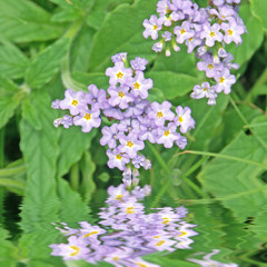 petites fleurs bleues sauvages