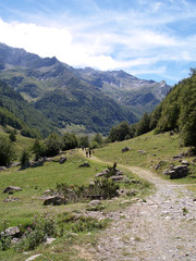 Fototapeta na wymiar Vallée d'Ossau - Pyrenees