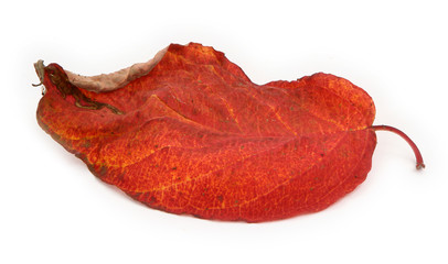 dry autumn leaf