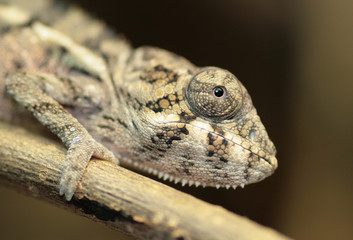 chameleon