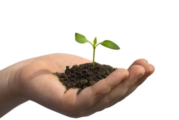 plant in hand