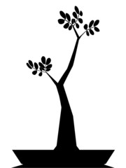 Bonsai