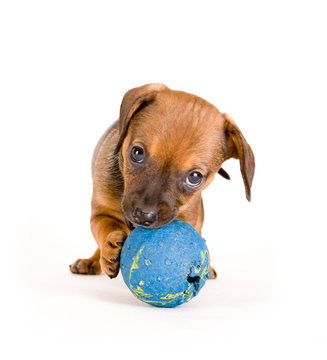 Puppy Of Dachshund Playing Ball