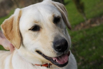 labrador