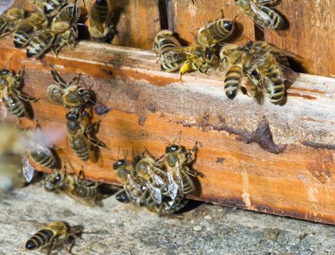 Am Bienenkasten