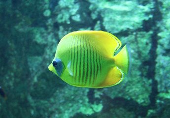 Fototapeta na wymiar poisson jaune rayé
