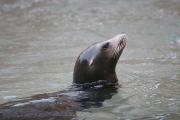 Fototapeta premium lonely seal