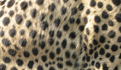 Cheetah fur