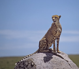 Africa-Cheetah