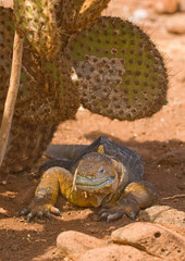 land iguana, galapagos islands, ecuador