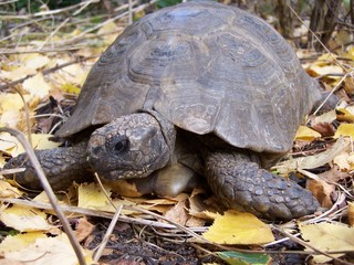 ageing roof - tortoise