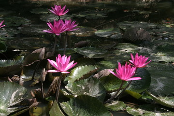 Fleurs de Lotus au Vietnam dans le delta du Mékong