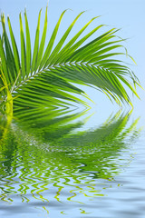 révérence de palme au bord de l'eau