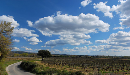 Fototapeta premium chemin dans les vignes