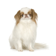 Japanese Chin Dog