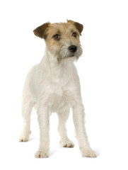 Jack russell