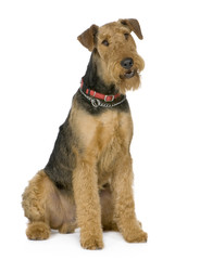 Airedale Terrier (1 year)