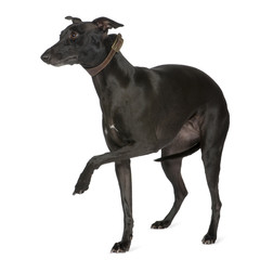 Whippet (2 years)