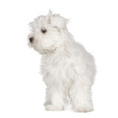 maltese dog (3 months)