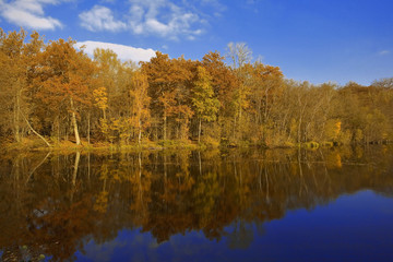 france,forêt de rambouillet : étang neuf à l'automne