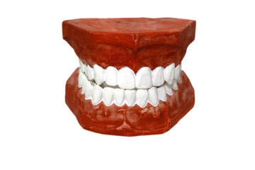 Teeth model