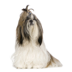 Shih Tzu (15 months)