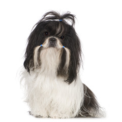 Shih Tzu (15 months)