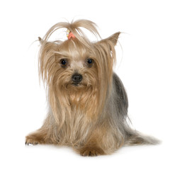 Yorkshire Terrier (3 years)