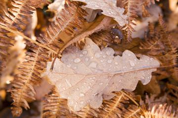 france,forêt de rambouillet : fougères & feuilles d'automne