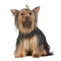 Yorkshire Terrier (9years)