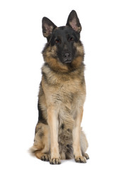 german shepherd (2 years) / alsatian, police dog