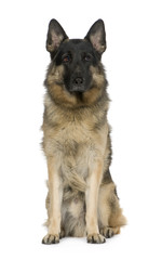 german shepherd (2 years) / alsatian, police dog