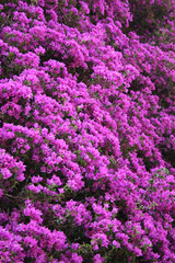 Fototapeta premium bougainviler