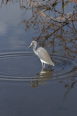 reflection of a heron