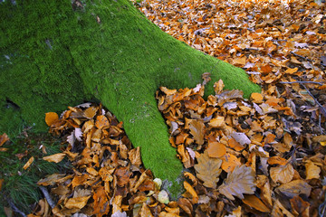 france,forêt de rambouillet : hêtre et feuilles d'automne