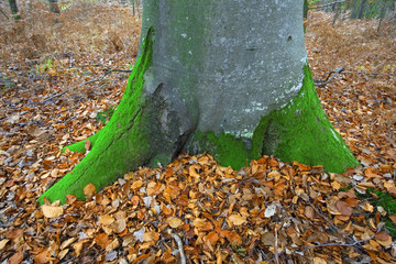 france,forêt de rambouillet : hêtre et feuilles d'automne
