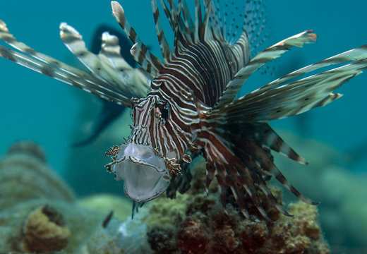 Feuerfisch