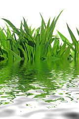 Obraz premium herbes sous l'eau