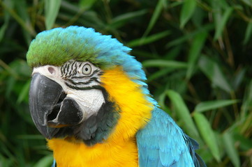 perroquet2