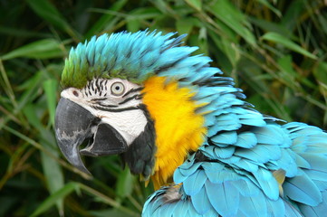 perroquet6