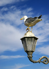 Seagull sitting on a street lamp