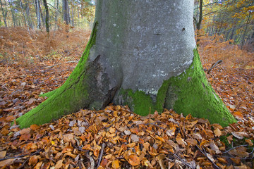 france,forêt de rambouillet : hêtre et feuilles d'automne